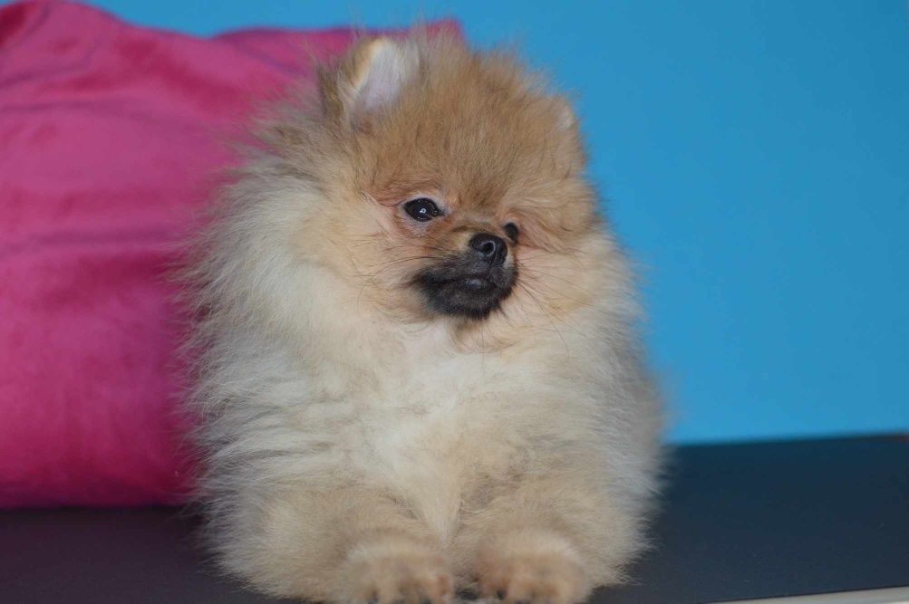 Pomeranian, szpic miniaturowy