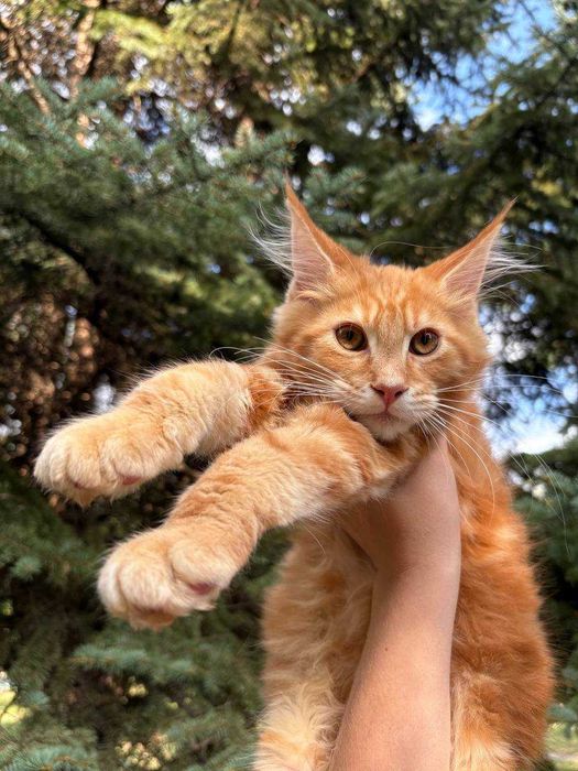 Неймовірний котик Мейн-Кун зі всіма щепленнями та документами