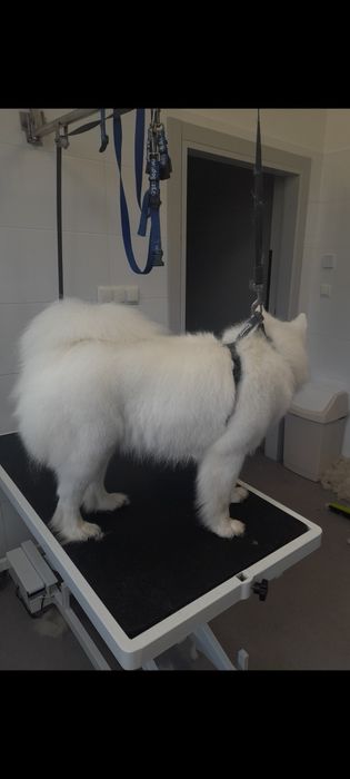 Pielęgnacja strzyżenia psów i kotów