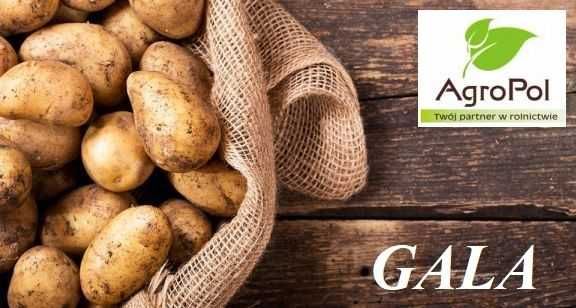 Ziemniak Sadzeniak GALA Sadzeniaki Ziemniaka Norika Sadzonki Gala