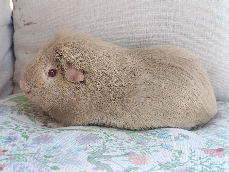 Para świnki morskie ,cavia domowa , świnka morska