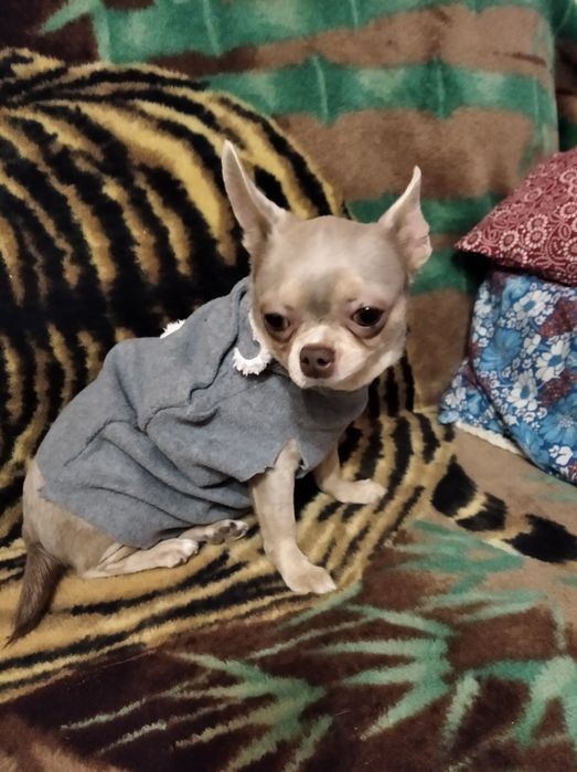 Передержка животных, детский сад для животных на Павловом Поле маленьк