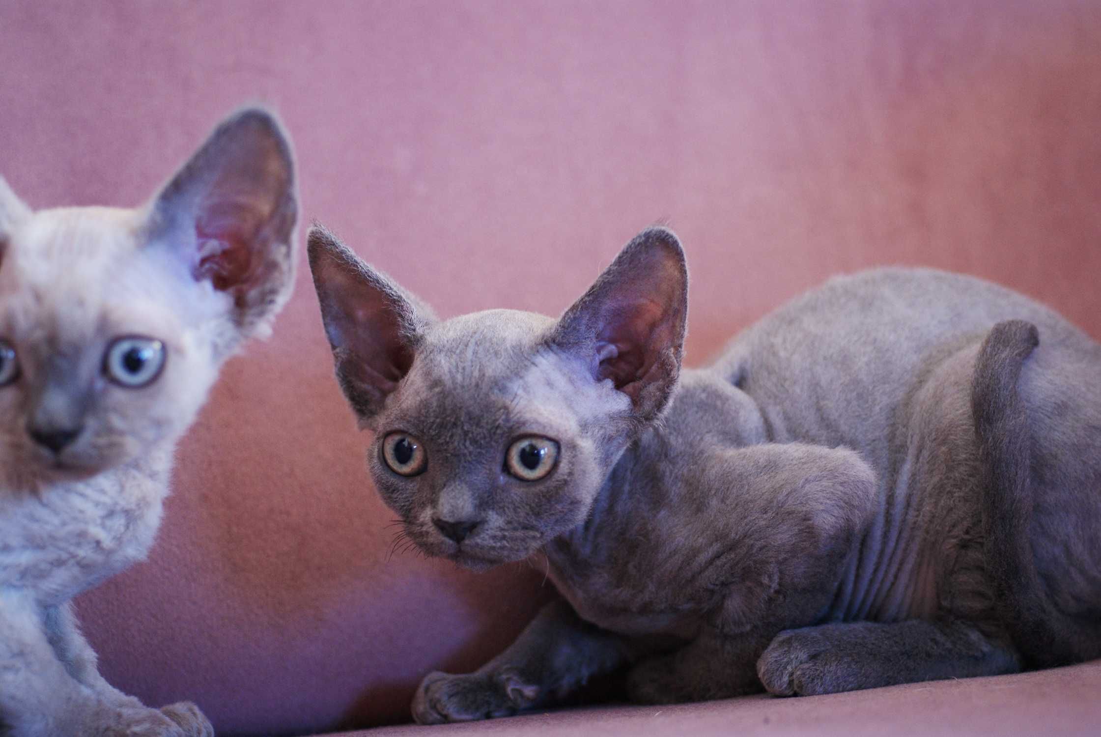 Kotka devon rex niebieski point po championie