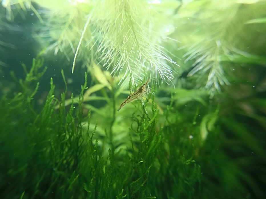 Акваріумні рослини та креветки