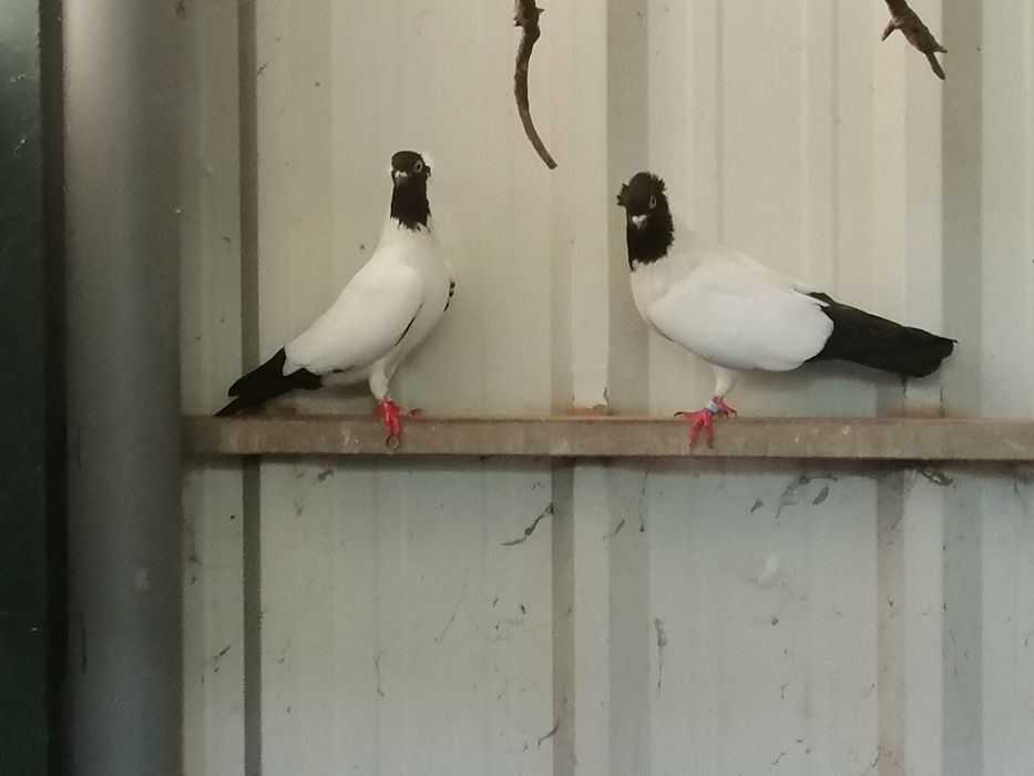 Pombas Viuvinhas, Leque, Rola Mansa