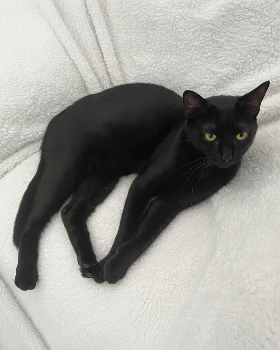 Setúbal / Margem Sul / Lisboa — BEETLEJUICE, gatinho para adoção