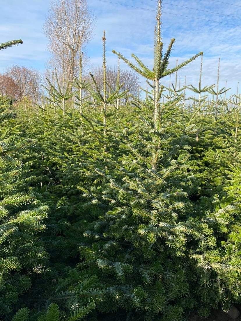 Jodła kaukaska, choinki, prywatna plantacja