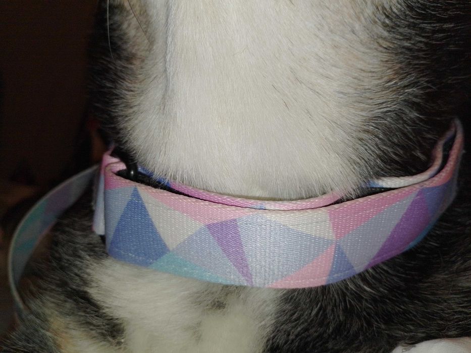 Warsaw Dog Szelki norweskie | L | 3,5 cm | Candy Blue