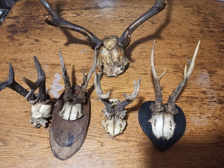 Poroża jeleń, koziołek