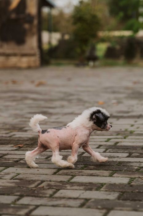 chiński grzywacz FCI