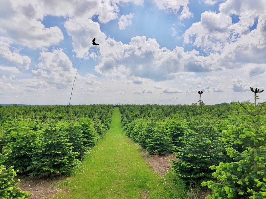 Jodła Kaukaska z plantacji cięta lub w donicy - tuchoinki.pl PLANTACJE
