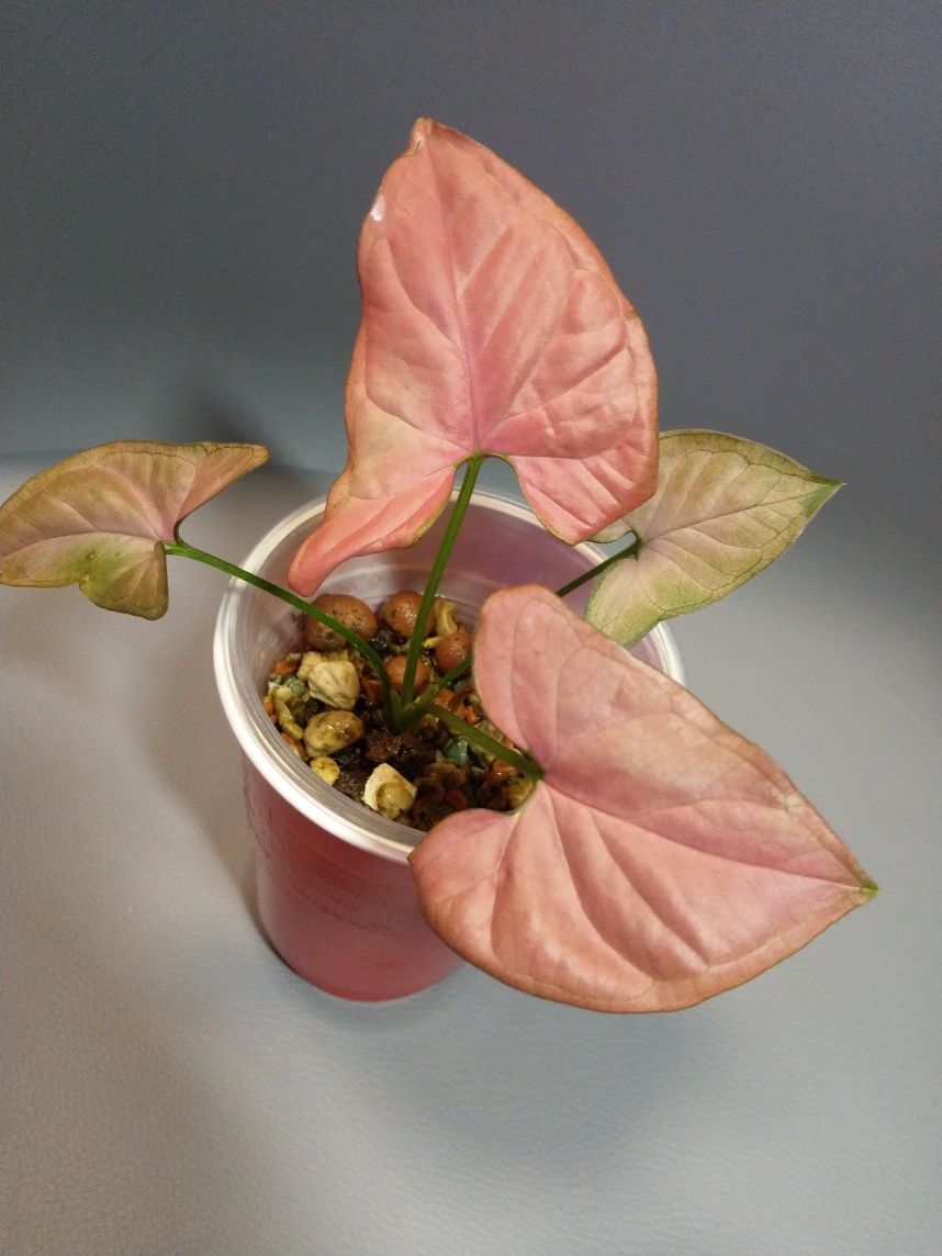 Syngonium Orm Nak