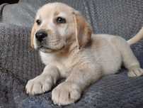 labrador retriever suczka biszkoptowa ZKwP ,FCI