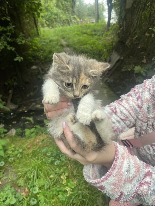 Кошенята , котики