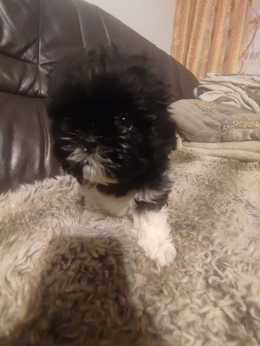 Shihtzu czarno biały piesek