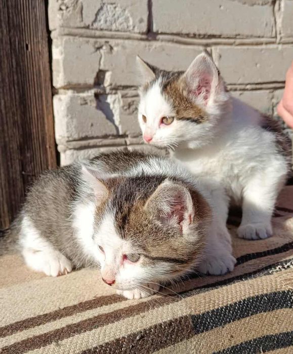 Kociaki rozrabiaki. Śliczne kotki oddam w dobre ręce.