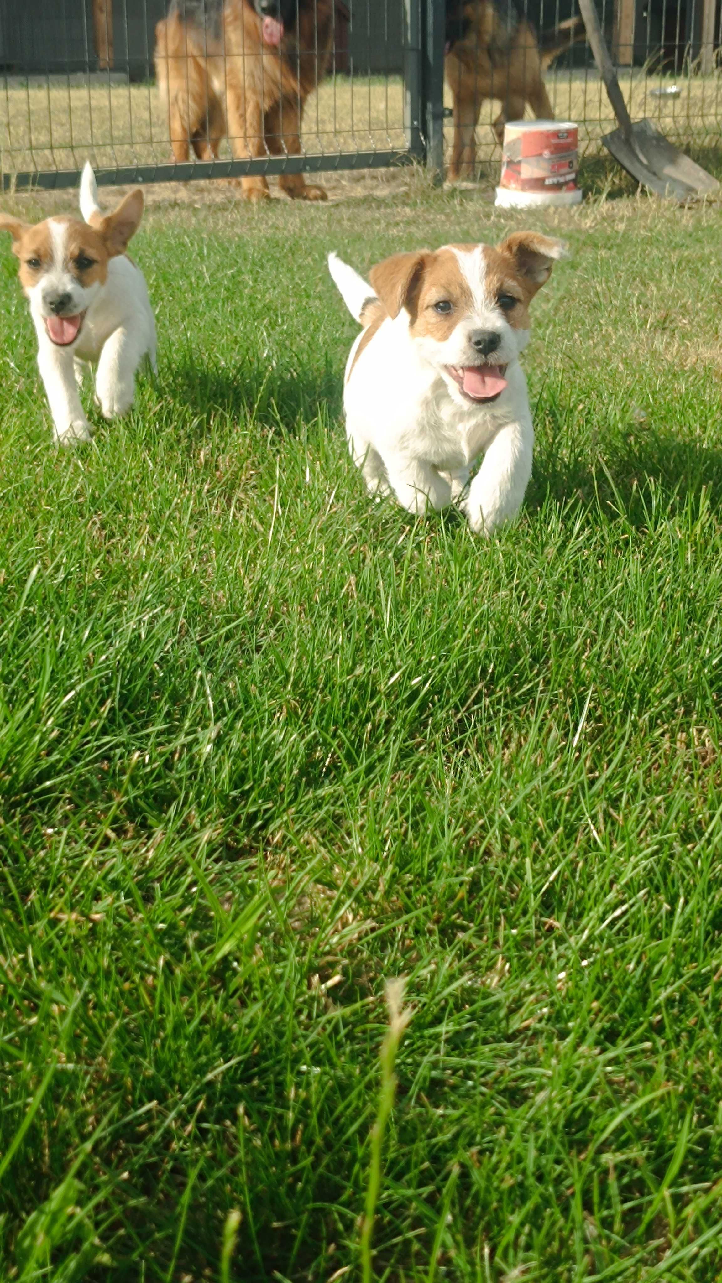 Jack Russell terrier