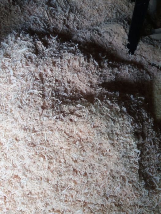 Продам сухі соснові опилки 25 грн за мішок