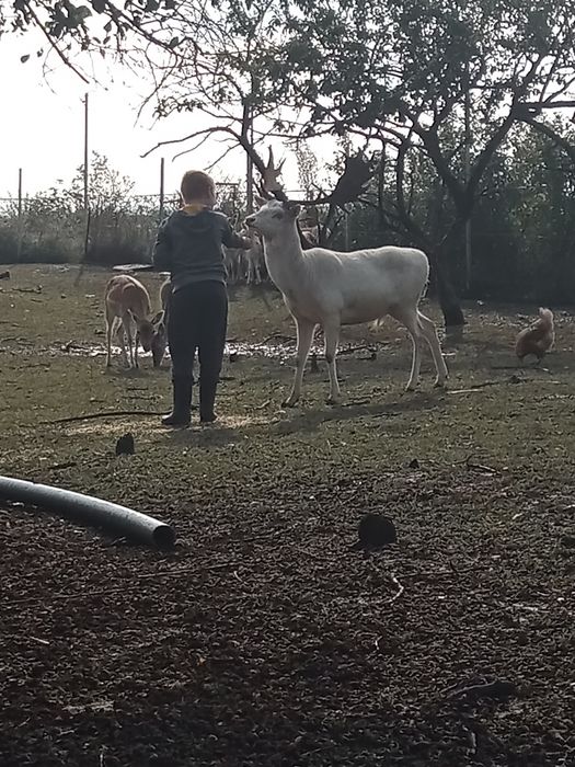 Daniel albinos z transportem