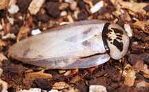 Eublaberus sp. „Ivory”, piękne owady, duże, ozdobne karaczany