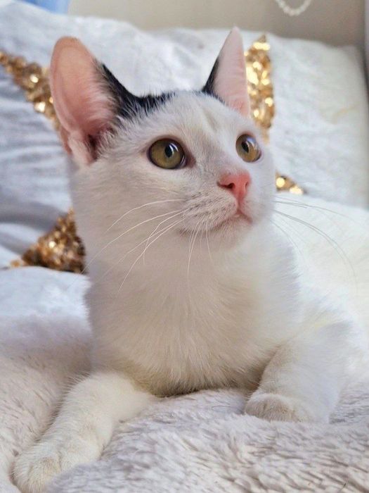 Харьков!Котенок отдается ответственным хозяевам