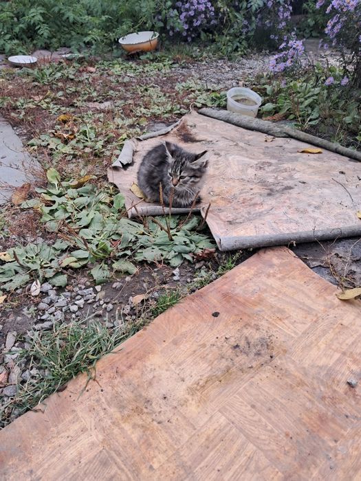 Кошенята в добрі