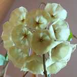 Hoya Campanulata ukorzeniona.