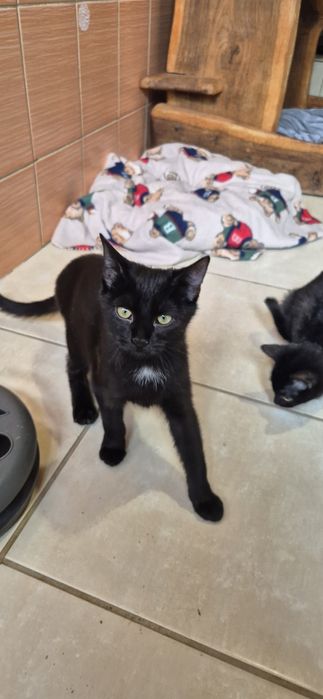 Kotka okolo 5 miesięcy