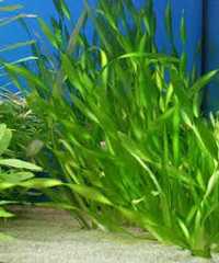 Vallisneria roślina akwariowa trawka