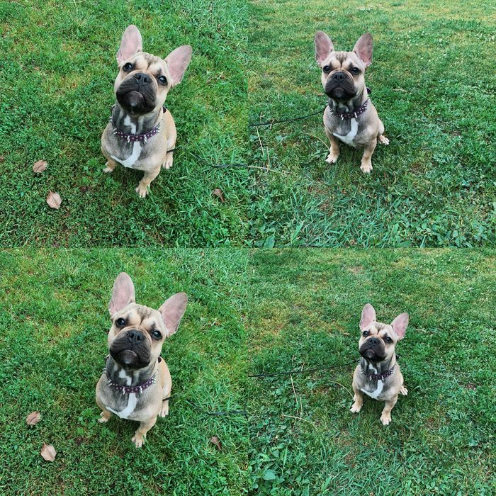 ( Вʼязка  перша  ) Шукаємо  дівчинку для французького бульдога