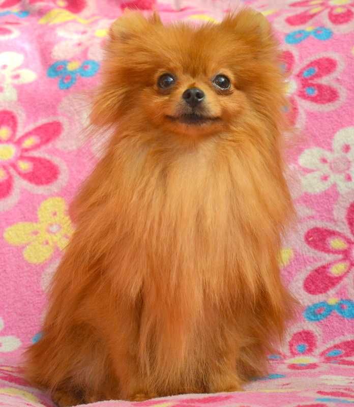 Szpic Miniaturowy Pomeranian MINI suczka ZKwP FCI rodowód