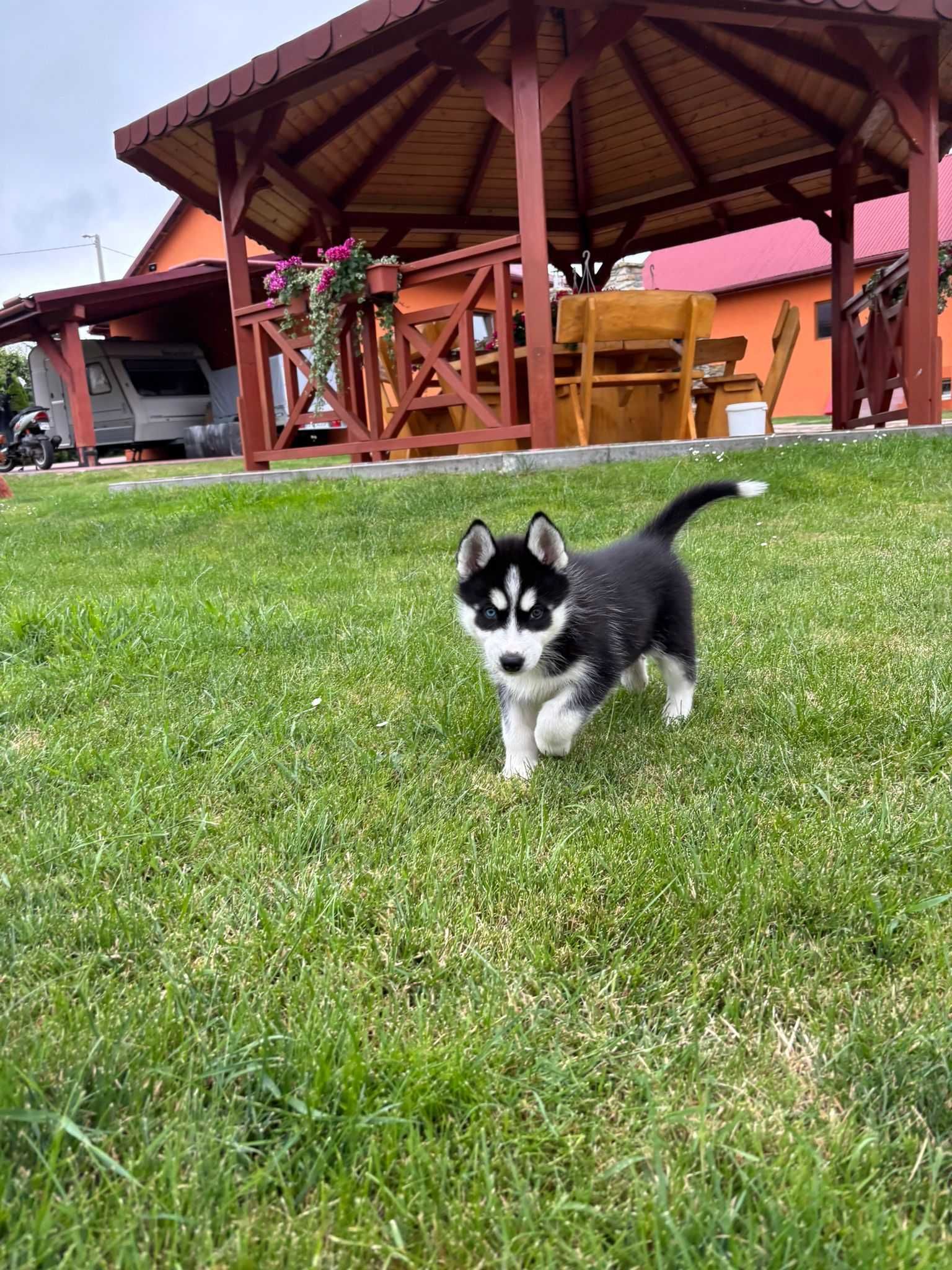 Syberian Husky szczeniak