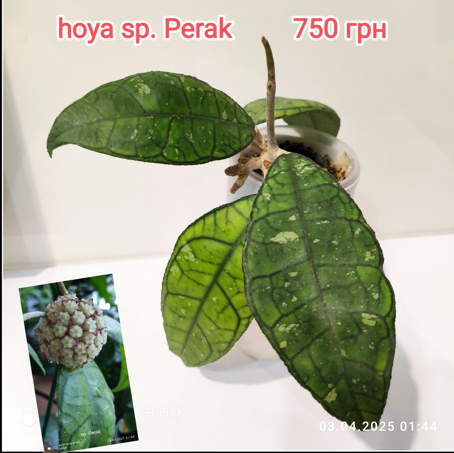 Хойи укорененные разные