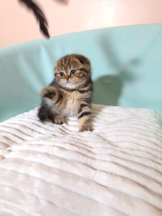 Мармурова красуня.