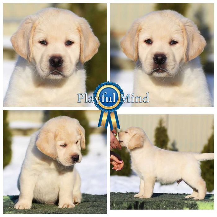 Щенки лабрадора ретривера, цуценята лабрадора ретрівера от профи.