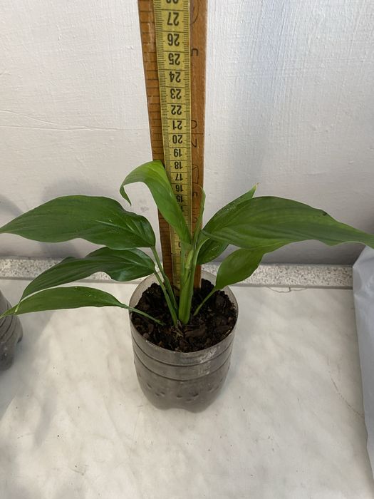 Спатифіллум ( жіноче щастя ) 30 грн.