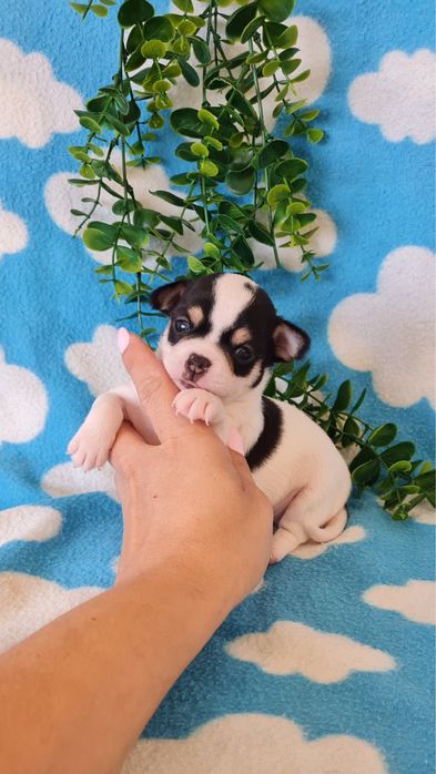 Estupendo Chihuahua/Chiuaua de Qualidade