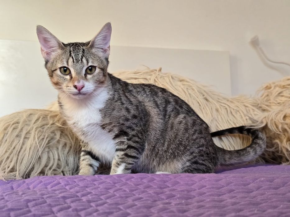 Nestor. Para adopção!