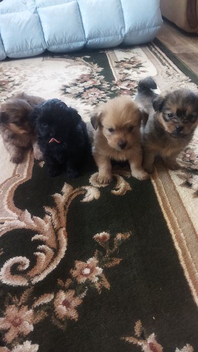 Продам собачки пікінеси