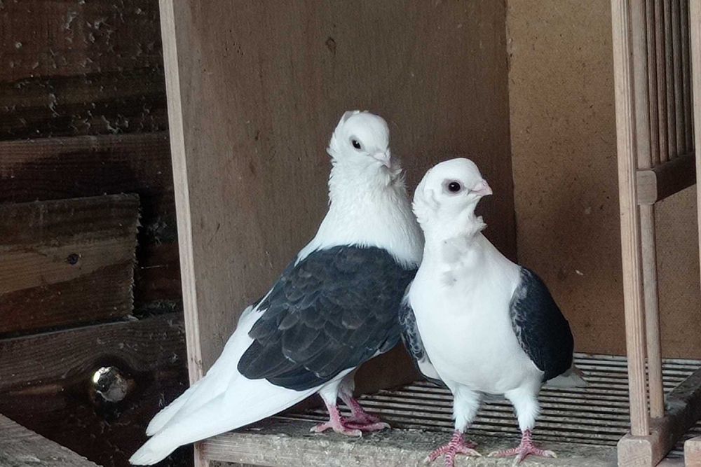 Gołębie mewki kumru