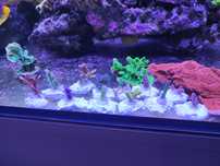Akwarium morskie  Acropora i Anacropora SPS twarde