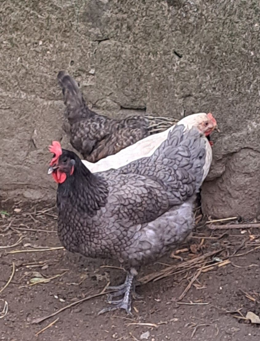 Ovos galados de jersey gigante azul, jersey gigante negra e leghorn