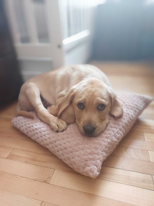 Чистокровний  лабрадор, хлопчик