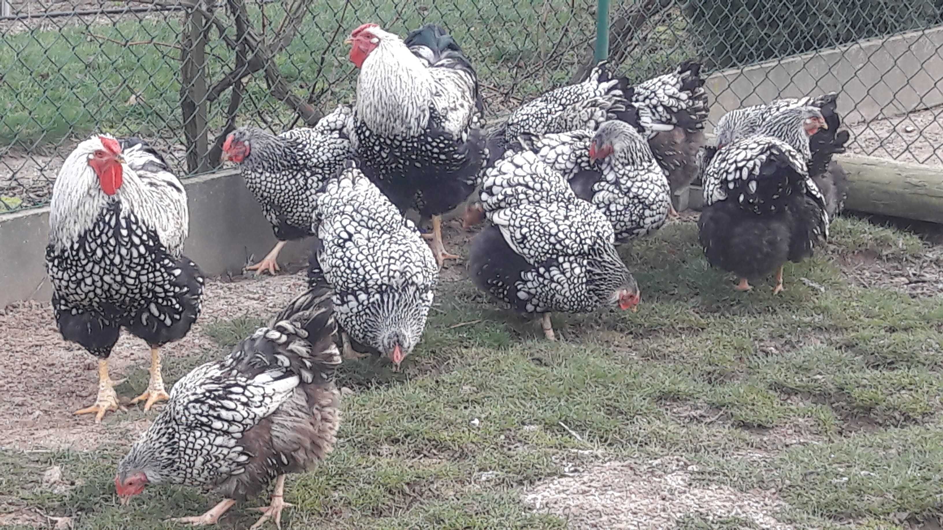wyandotte wyandotta olbrzymia srebrnołuskowane jaja jajka lęgowe