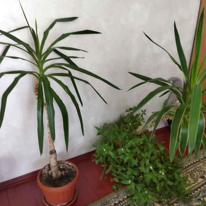 Продам пальми Юкка