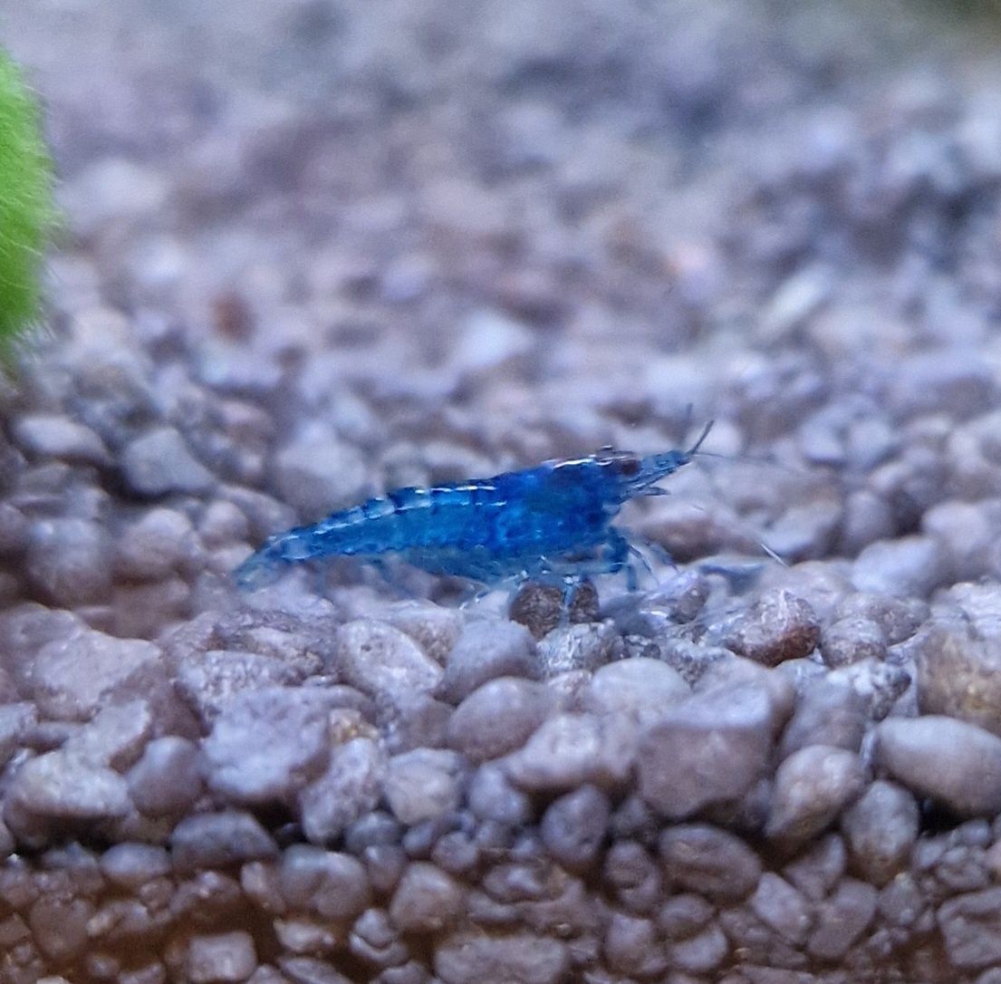 Krewetki Neocaridina Blue Velvet