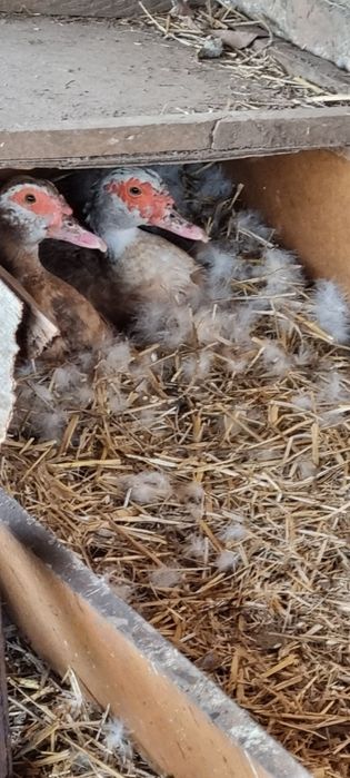 Мускусная утка,индоутка, шипунка, инкубационное яйцо, утята