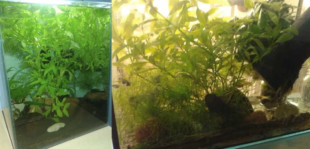 Akwarium aquael 33 litry z roslinkami i rybami glonojad zbrojnk niebie