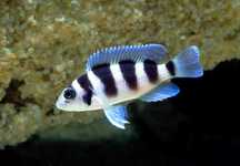 Tretocephalus Cichlid