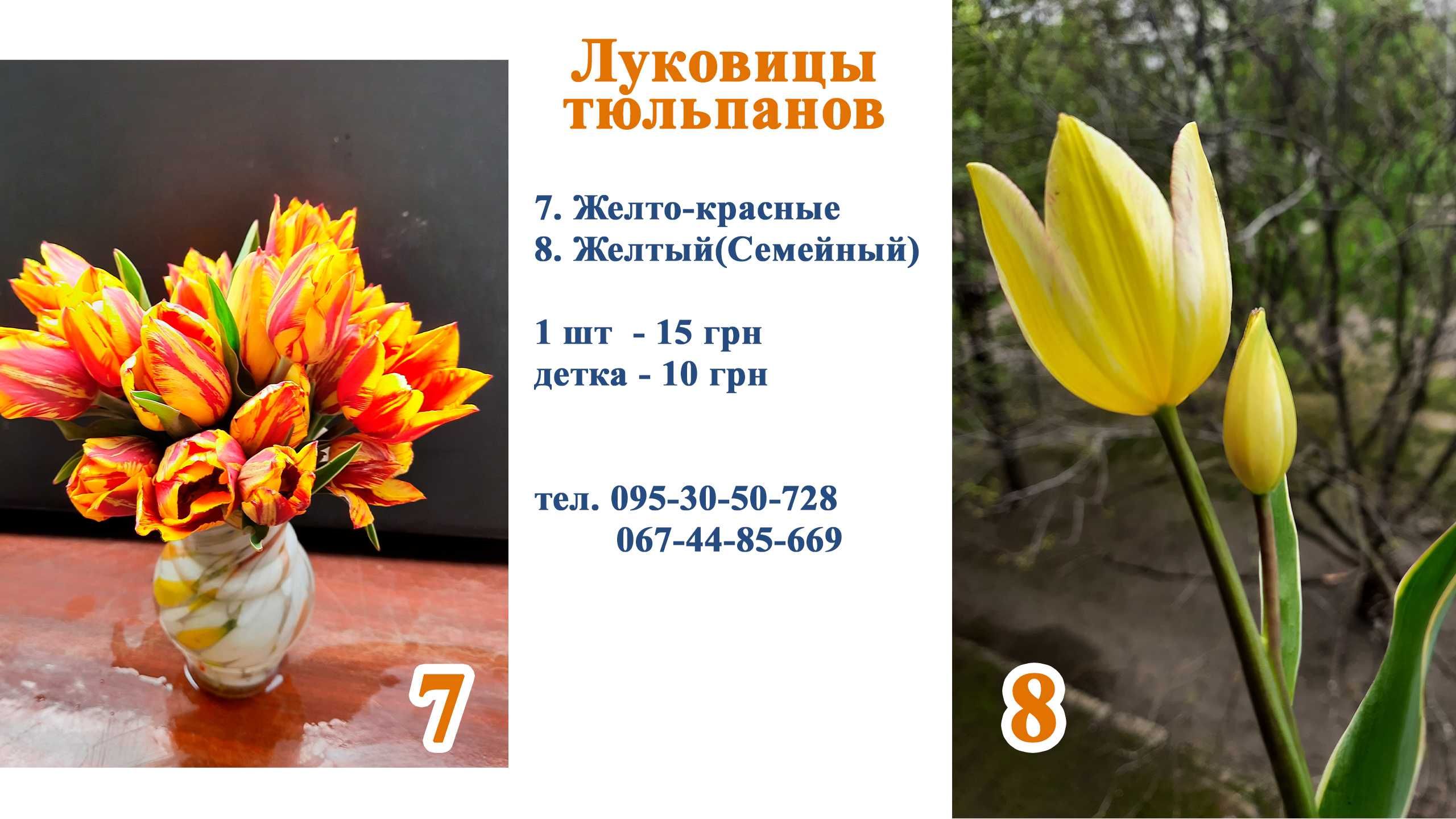 Продам цибулини тюльпанів